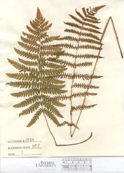 primary herbarium image
