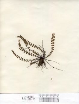 primary herbarium image