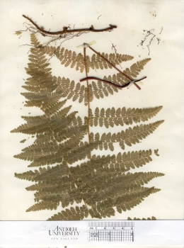primary herbarium image