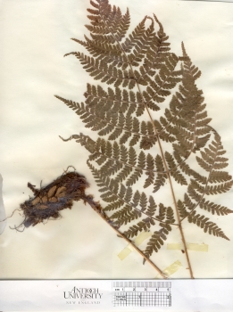 primary herbarium image