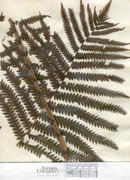 primary herbarium image
