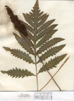 primary herbarium image