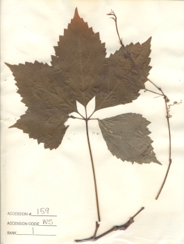 primary herbarium image
