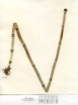 primary herbarium image