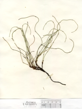 primary herbarium image