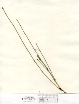 primary herbarium image