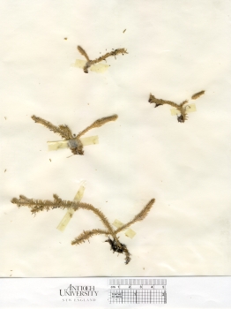 primary herbarium image