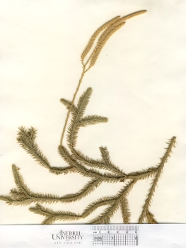 primary herbarium image