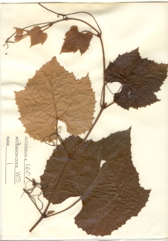 primary herbarium image