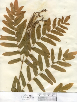 primary herbarium image