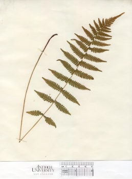 primary herbarium image