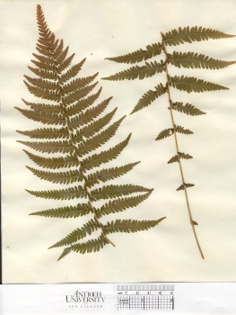 primary herbarium image