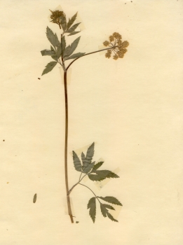 primary herbarium image