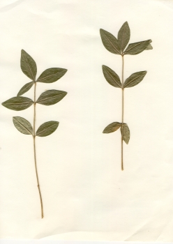 primary herbarium image
