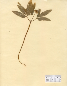 primary herbarium image