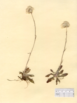 primary herbarium image