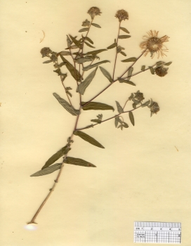 primary herbarium image