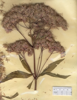 primary herbarium image