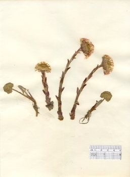 primary herbarium image