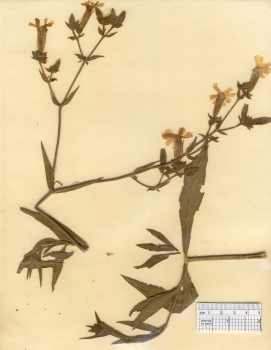 primary herbarium image