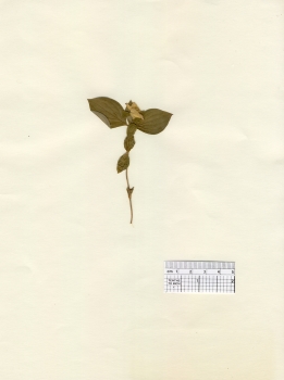 primary herbarium image