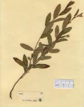 primary herbarium image