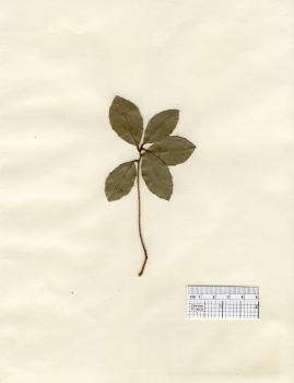 primary herbarium image