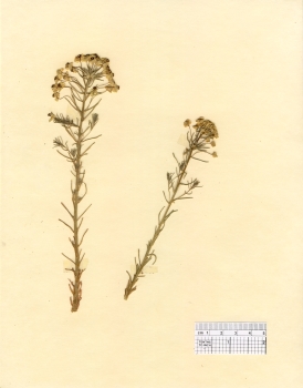 primary herbarium image