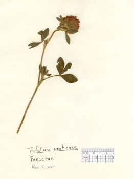 primary herbarium image