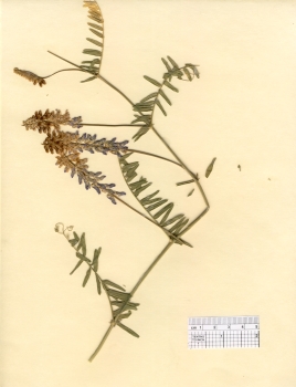 primary herbarium image