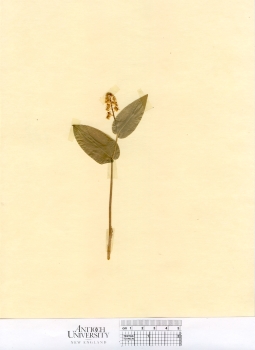 primary herbarium image