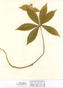 primary herbarium image