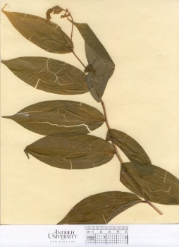 primary herbarium image