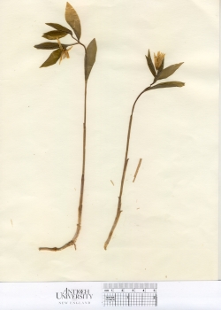 primary herbarium image
