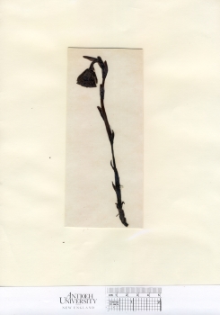 primary herbarium image