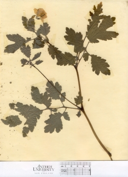 primary herbarium image