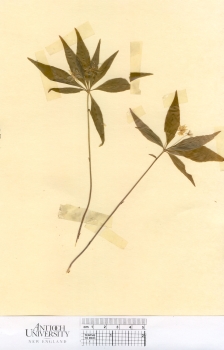 primary herbarium image