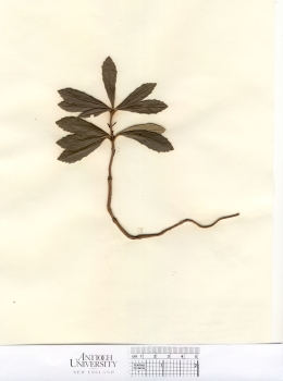 primary herbarium image