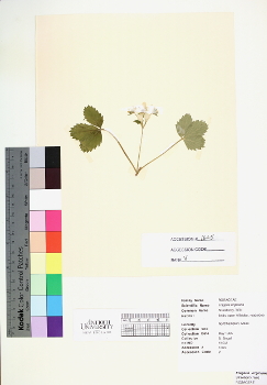 primary herbarium image