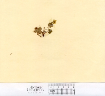 primary herbarium image