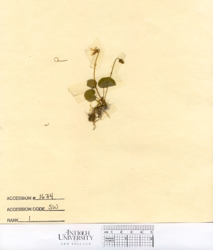primary herbarium image