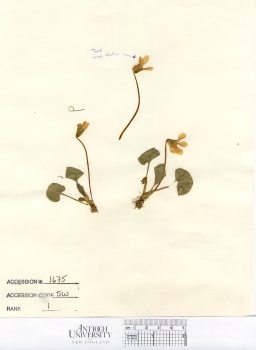 primary herbarium image
