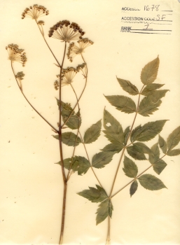 primary herbarium image