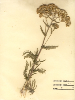 primary herbarium image