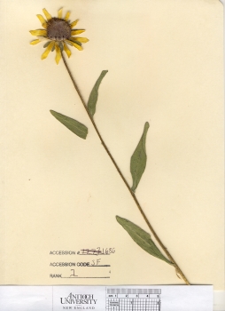 primary herbarium image