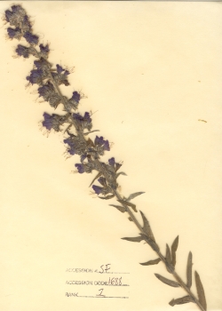 primary herbarium image