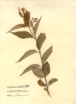 primary herbarium image