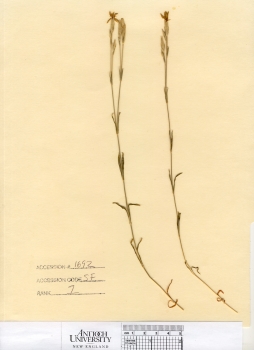 primary herbarium image