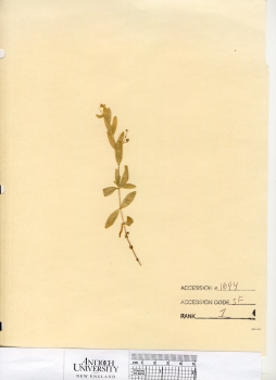 primary herbarium image