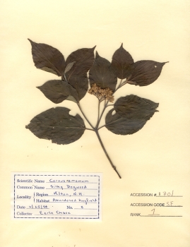 primary herbarium image
